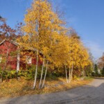 Kotipihan väri-inspiraatioita 2018